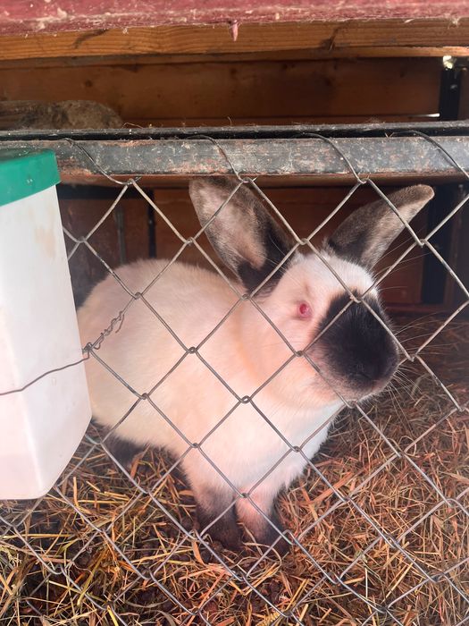 vând iepuri californian!