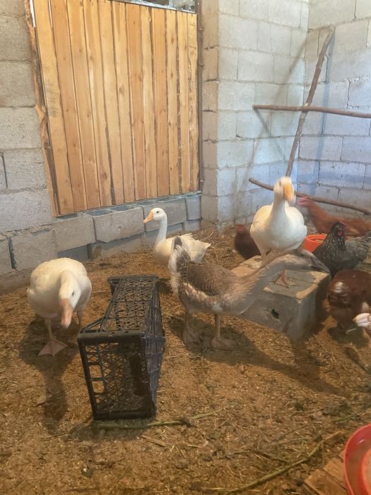 Продам гусей индюков и куриц