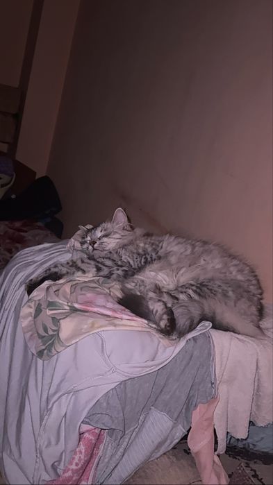 Отдаю кошек бесплатно