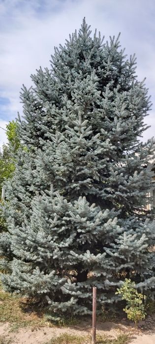 Голубая ель есть в продаже