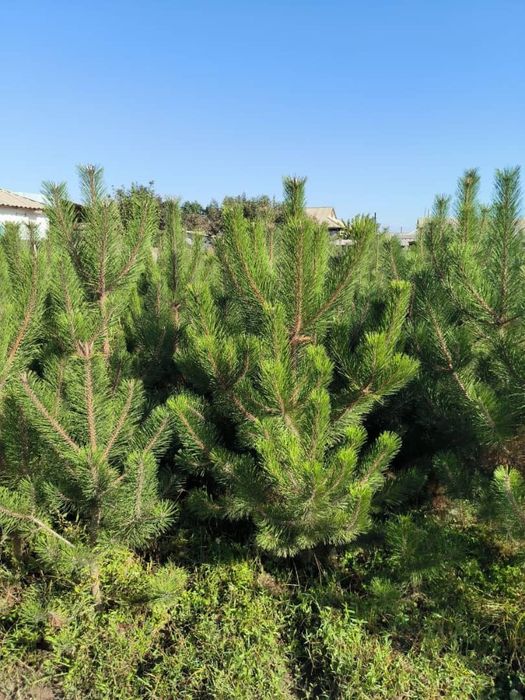 Көшет/Өсімдік егеміз