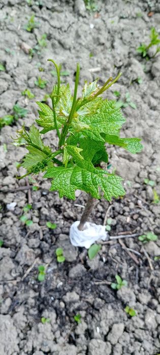 Продавам къща с двор в село Варана , община Левски .