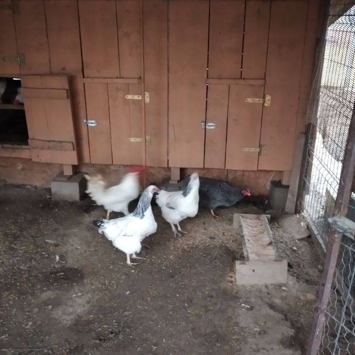 Vînd 2 puicuțe Sussex