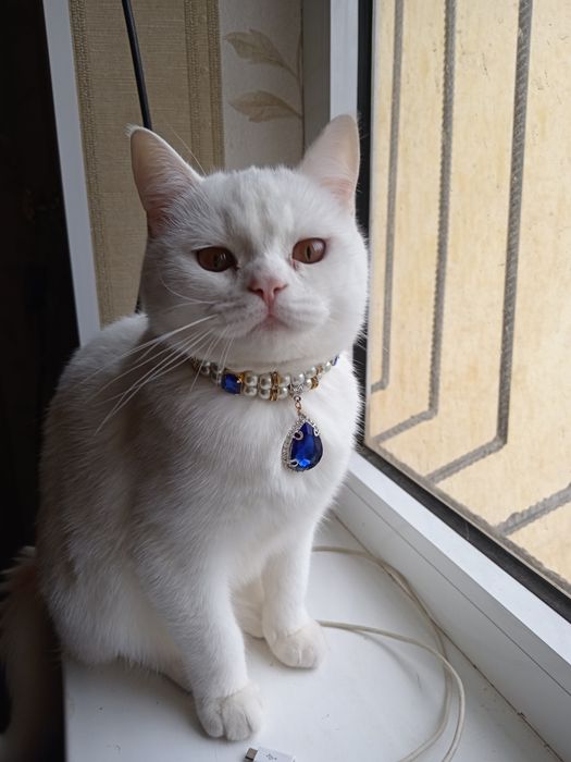 Anjelika rus porno onlayn