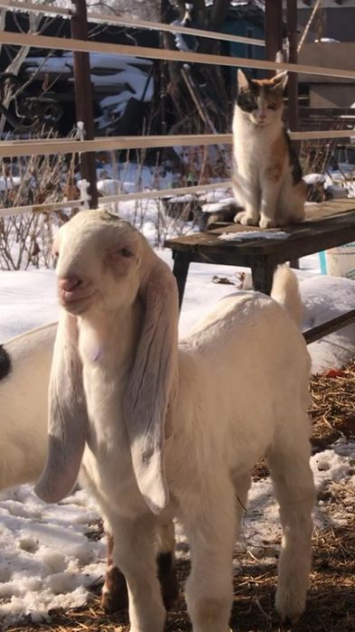 Продам козлёнка ЧП гулаби