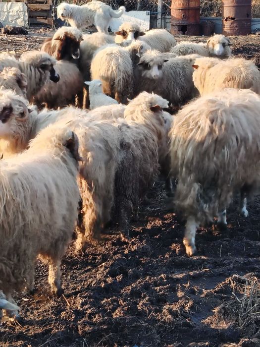 Oi și capre.                                           .              .