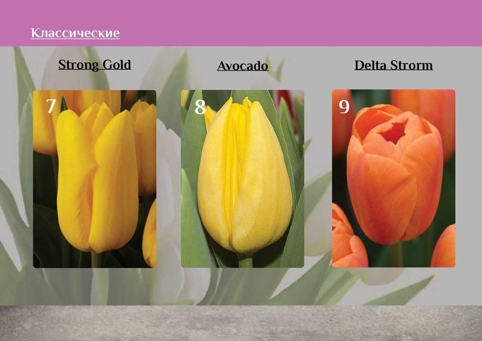 Тюльпаны к 8 марта предзаказ розница