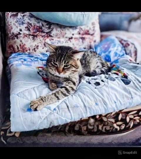 Кошки, коты  в ответственные руки
