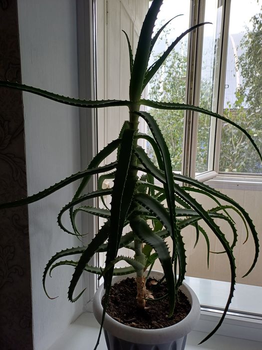 Продам алоэ лечебное