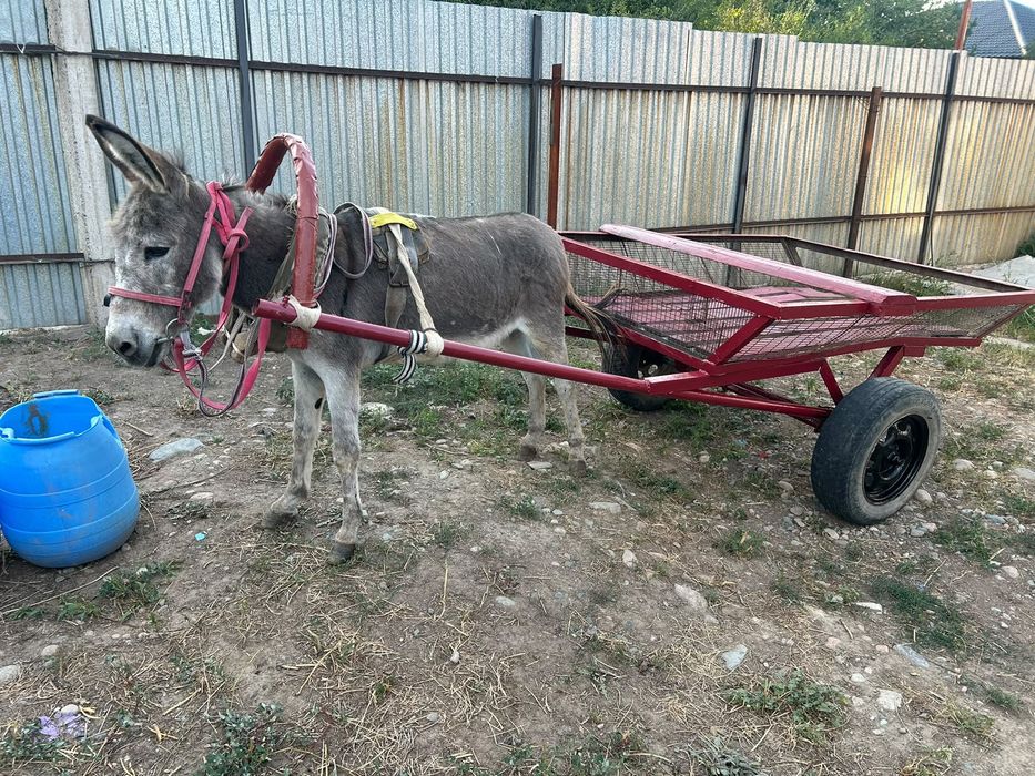 Продам ишака с телегой!