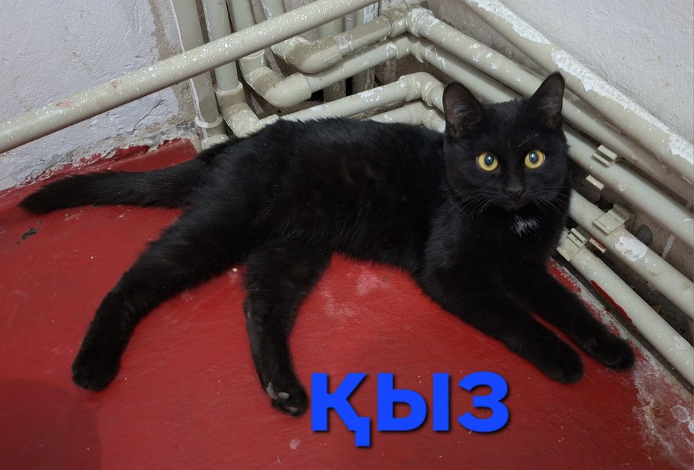 Котенок бесплатно