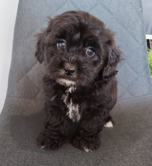 Shih poo/Mini poodle