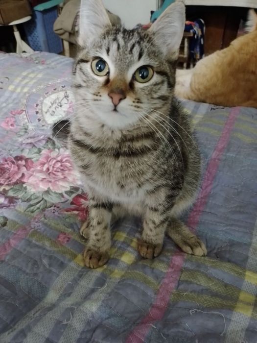 Котята подростки, мальчик и девочки, им по 7 месяцев