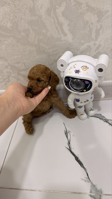 Продаю щенят пудель Той