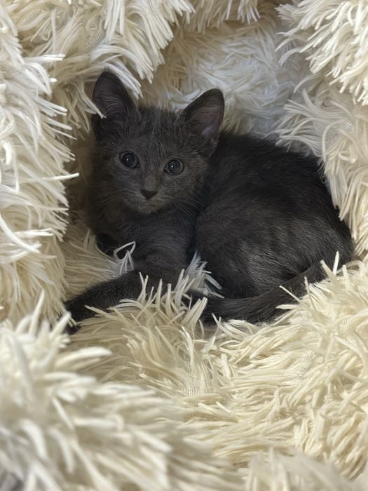 Котенок -мальчик 3 месяца