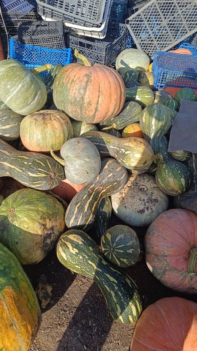 Продам тыкву домашнюю