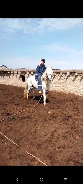 Айгыр сатылады 8 жасар