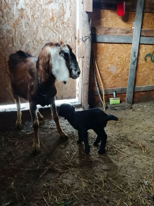 Vand capra cu un ied