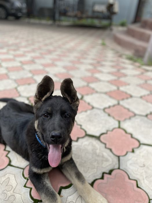 Продам щенка ВЕО (девочка) 4 месяца.