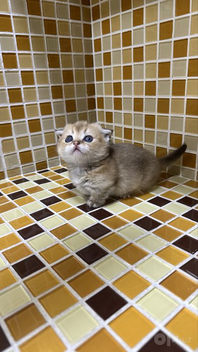 Манчкин килт девочка