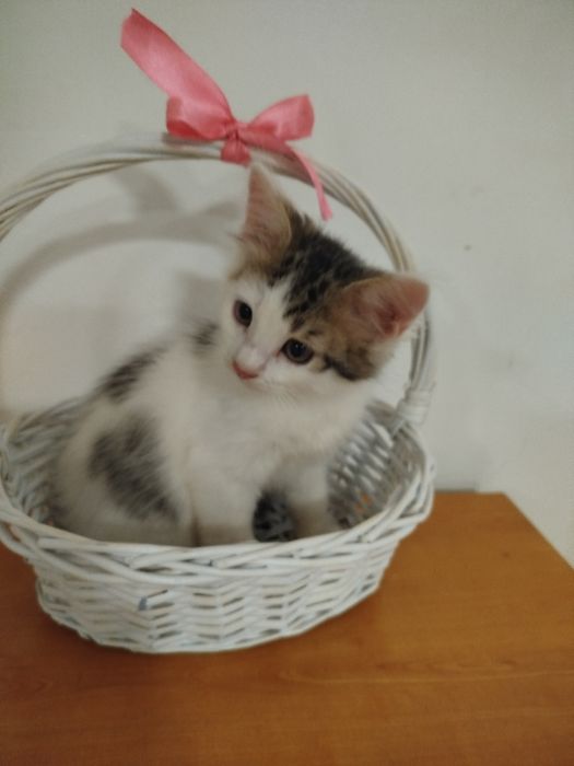 Отдам в добрые руки котят