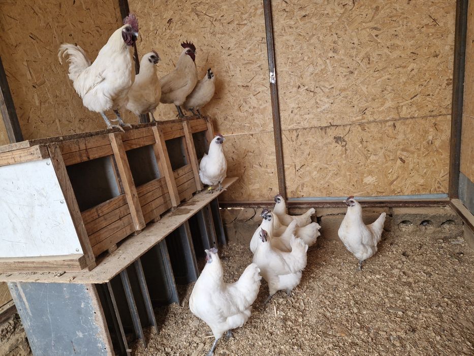 Яйцо Лакеданзи инкубация