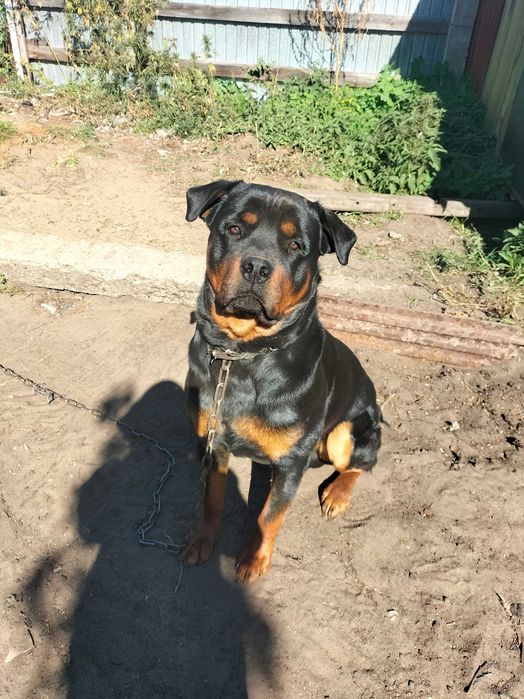 Ротвейлер 2 года в хорошие руки