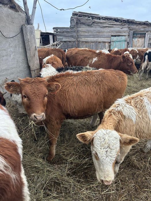 Продам или обмен