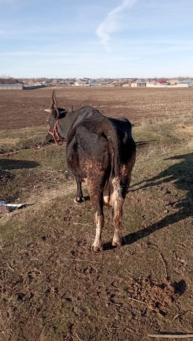 Продается корова без теленка