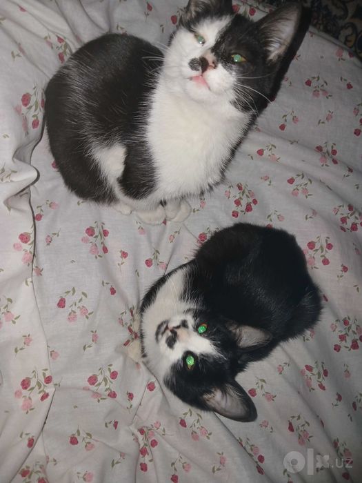 Котята отдается в добрые руки