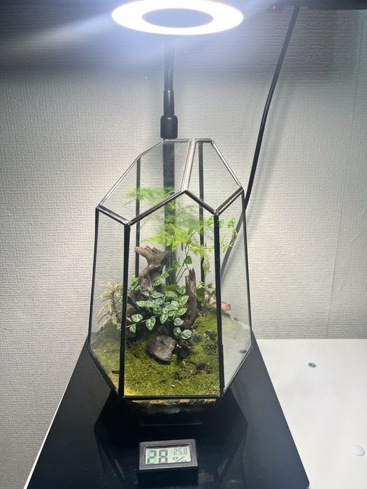 Живой флорариум экосистема