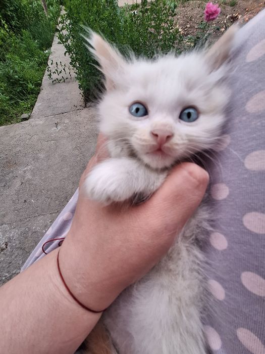 Котёнок мальчик сиамский