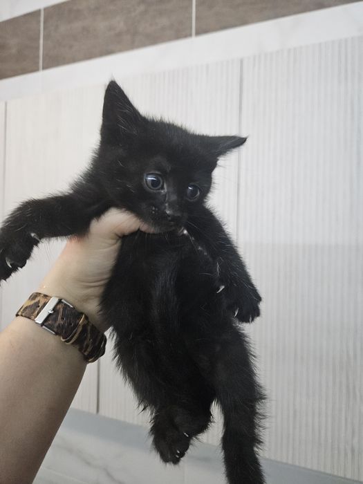 Котята девочки в добрые руки