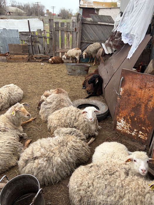 Продаются бараны