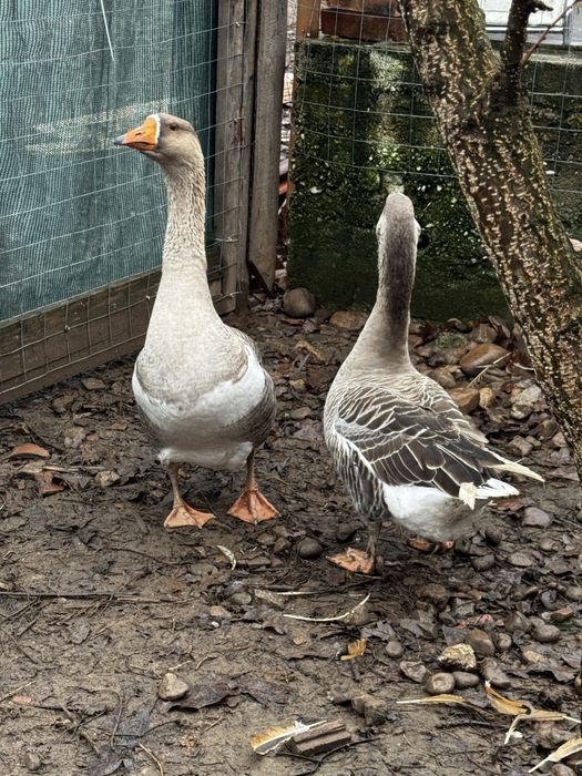 gaste tinere de vanzare