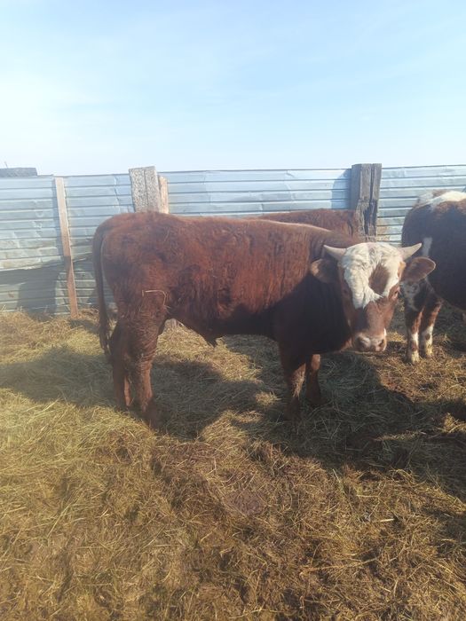 Продам бычков 15 голов