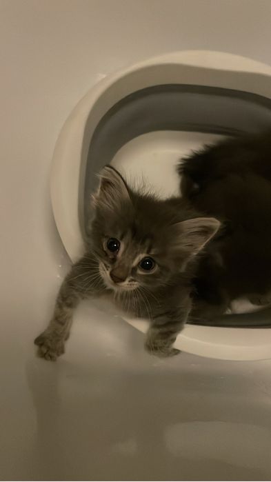 отдам котят в добрые руки