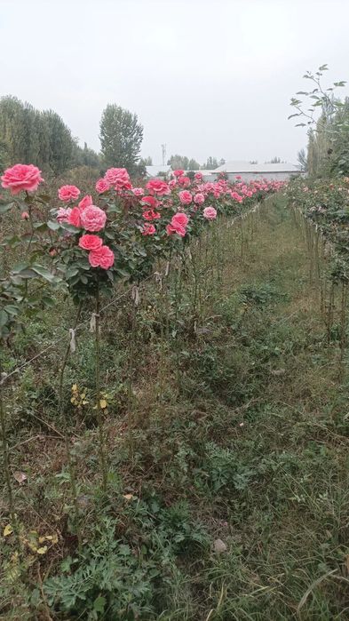 Lanshaft qilish ximati barcha koʼchatlar bor orzon. narhda va sifatlli