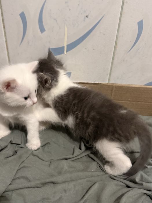 Котята короткошерсть британские