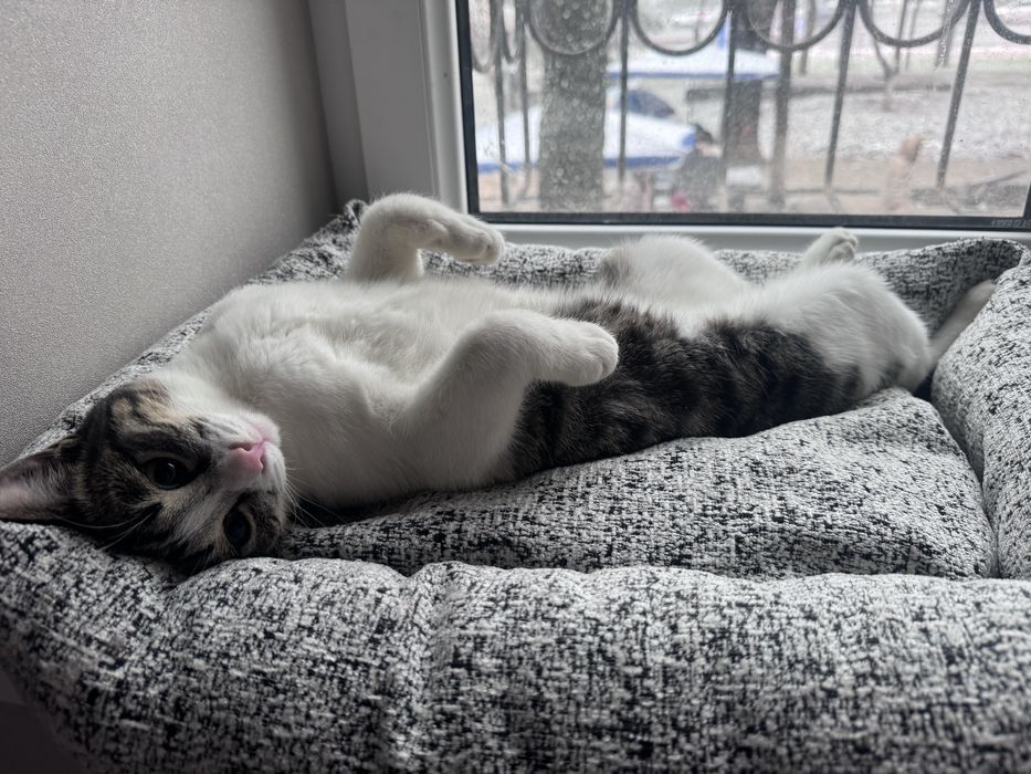 Котёнок кошка кот