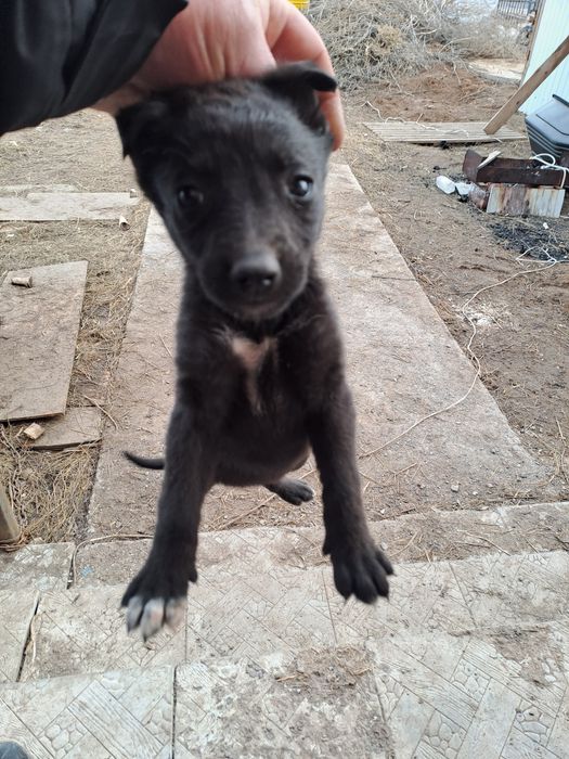 Отдам щенков в добрые руки