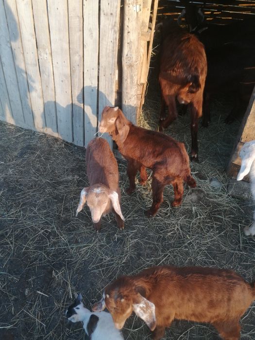 Iezi masculi anglonubian