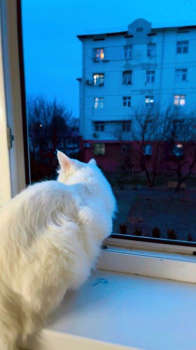 Кота в хорошие руки