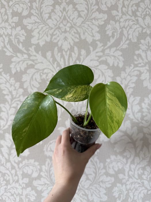 Монстера редкая 15000 тенге