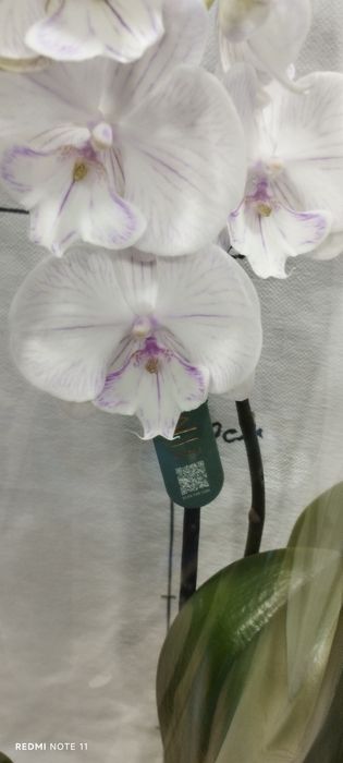 Орхидея   биглип
