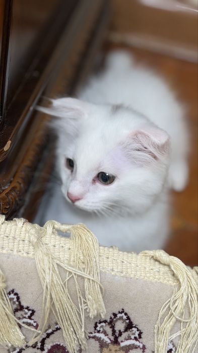 Продаётся котёнок Scottish Fold, мальчик, 2 месяца
