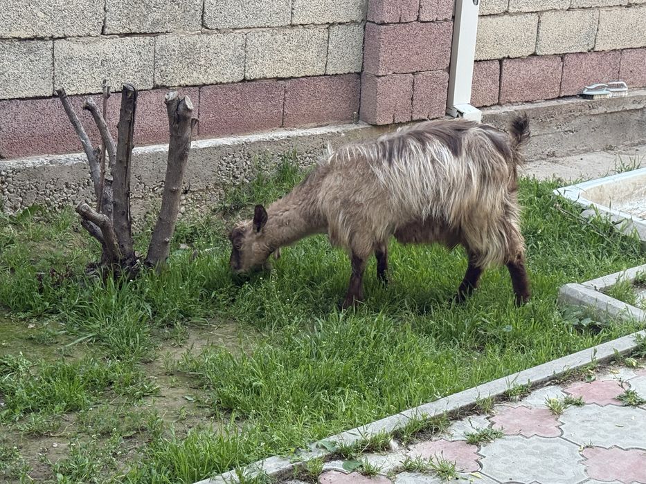 Альпийские козы лағымен сатылады