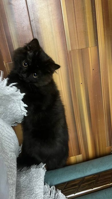 Чёрный котик ищет добрые руки!