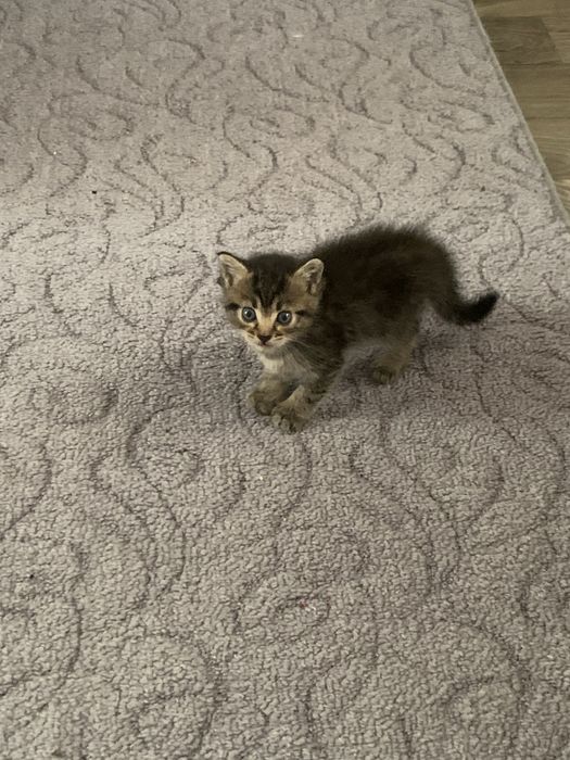 котята в хорошие руки