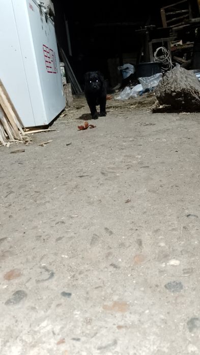 Одам хорошого щинка